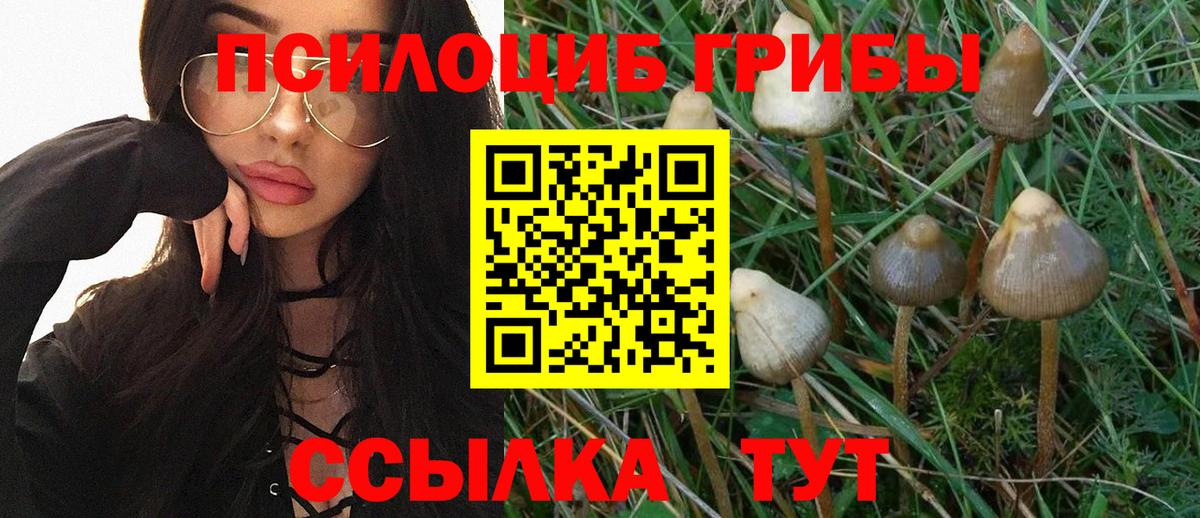 Галлюциногенные грибы Psilocybine cubensis Кирово-Чепецк